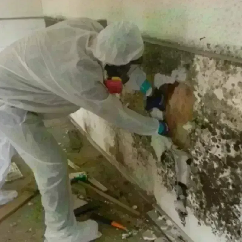 Mold Remediation and Removal in Audubon Park, NJ